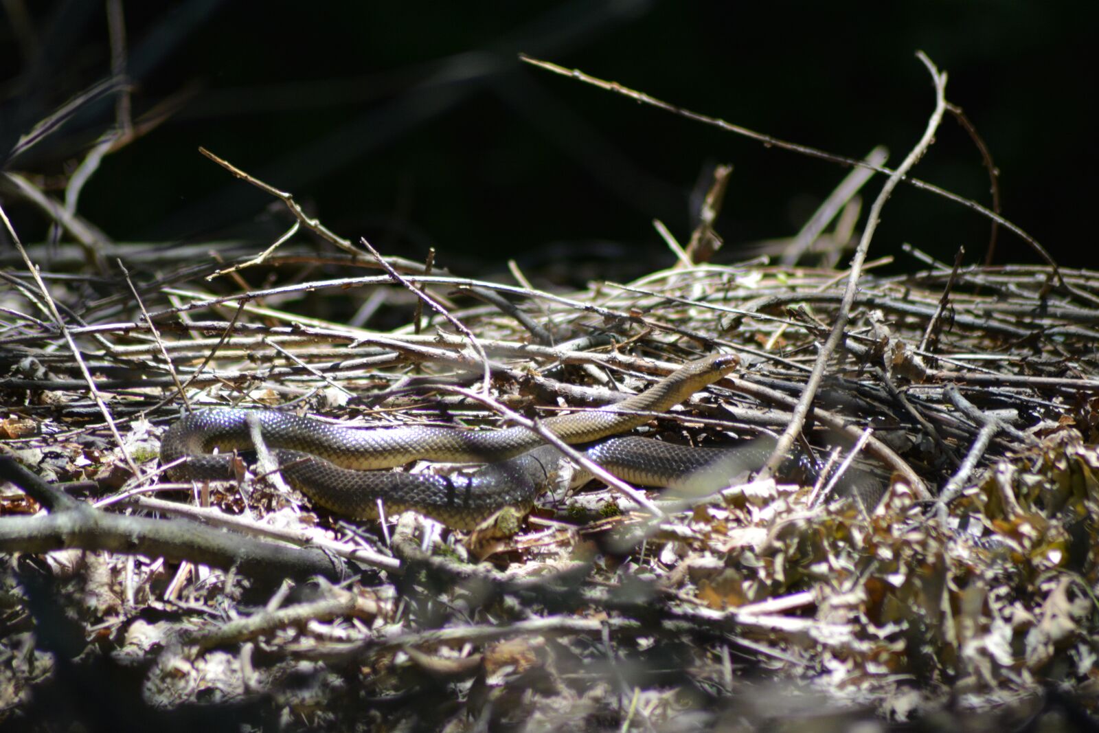 Nikon D5200 sample photo. Snake, reptile, wild photography