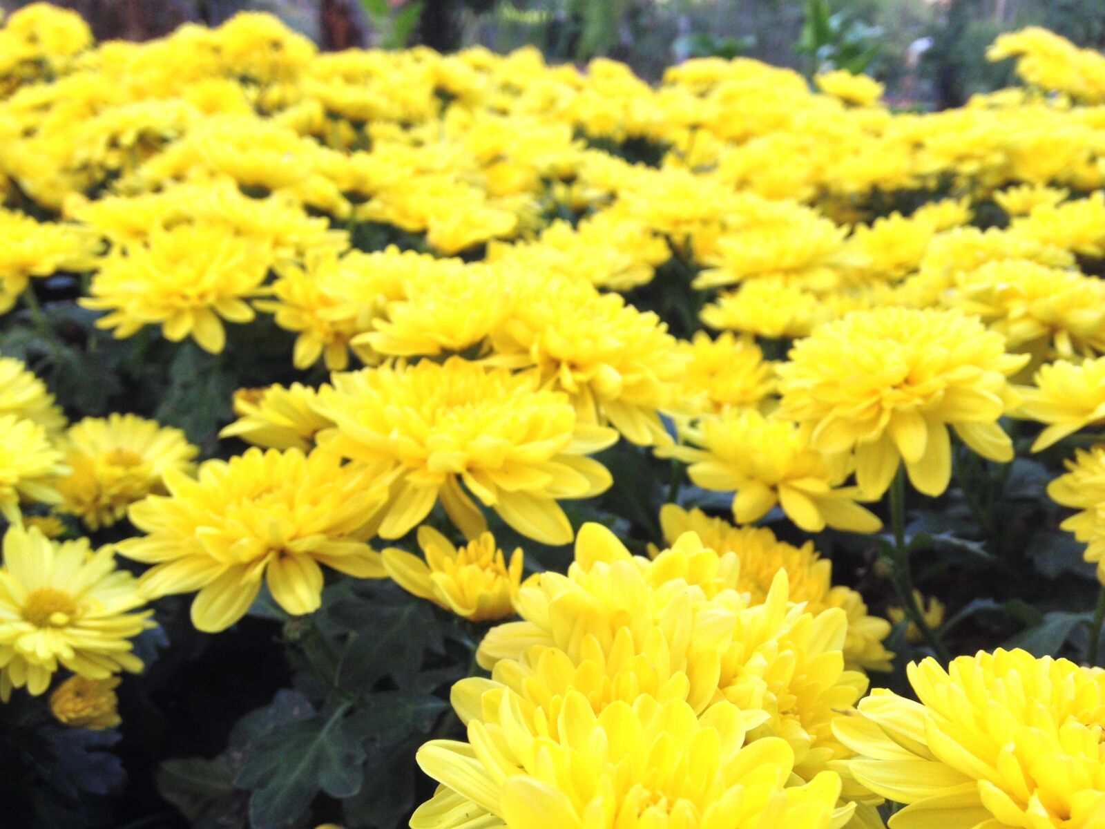 iPhone 5c back camera 4.12mm f/2.4 sample photo. Yellow, blossom, flowers photography