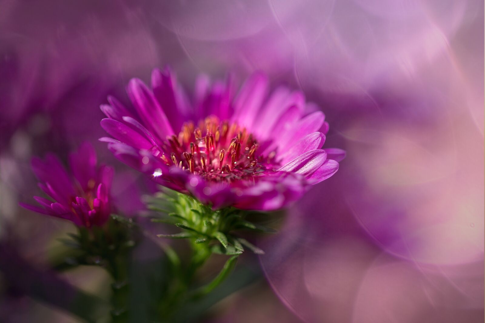 Sony SLT-A77 + 105mm F2.8 sample photo. Herbstaster, pink, asters photography