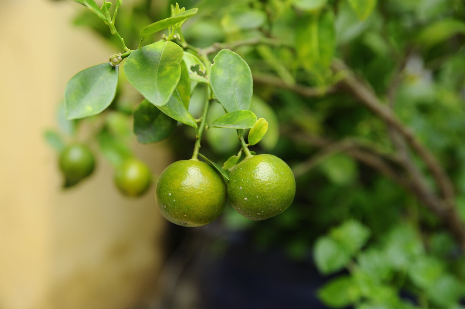 Nikon D300S sample photo. Green, fruit, kumquat photography