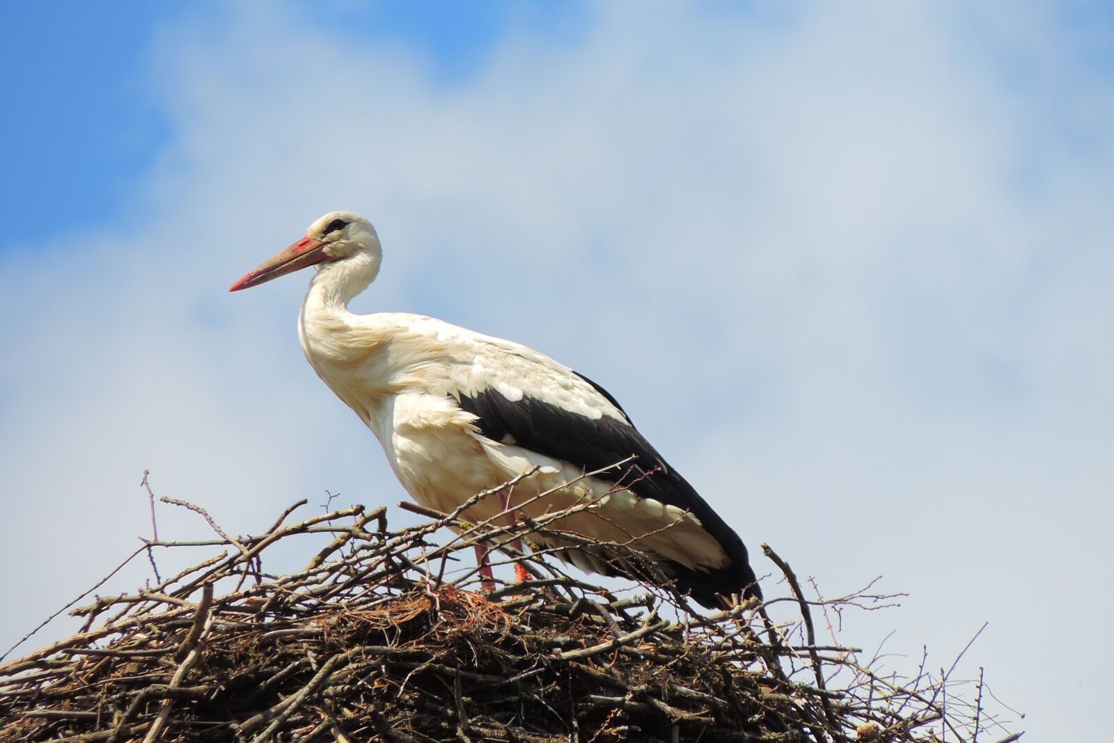 Nikon Coolpix P520 sample photo. Stork, bird, nature photography