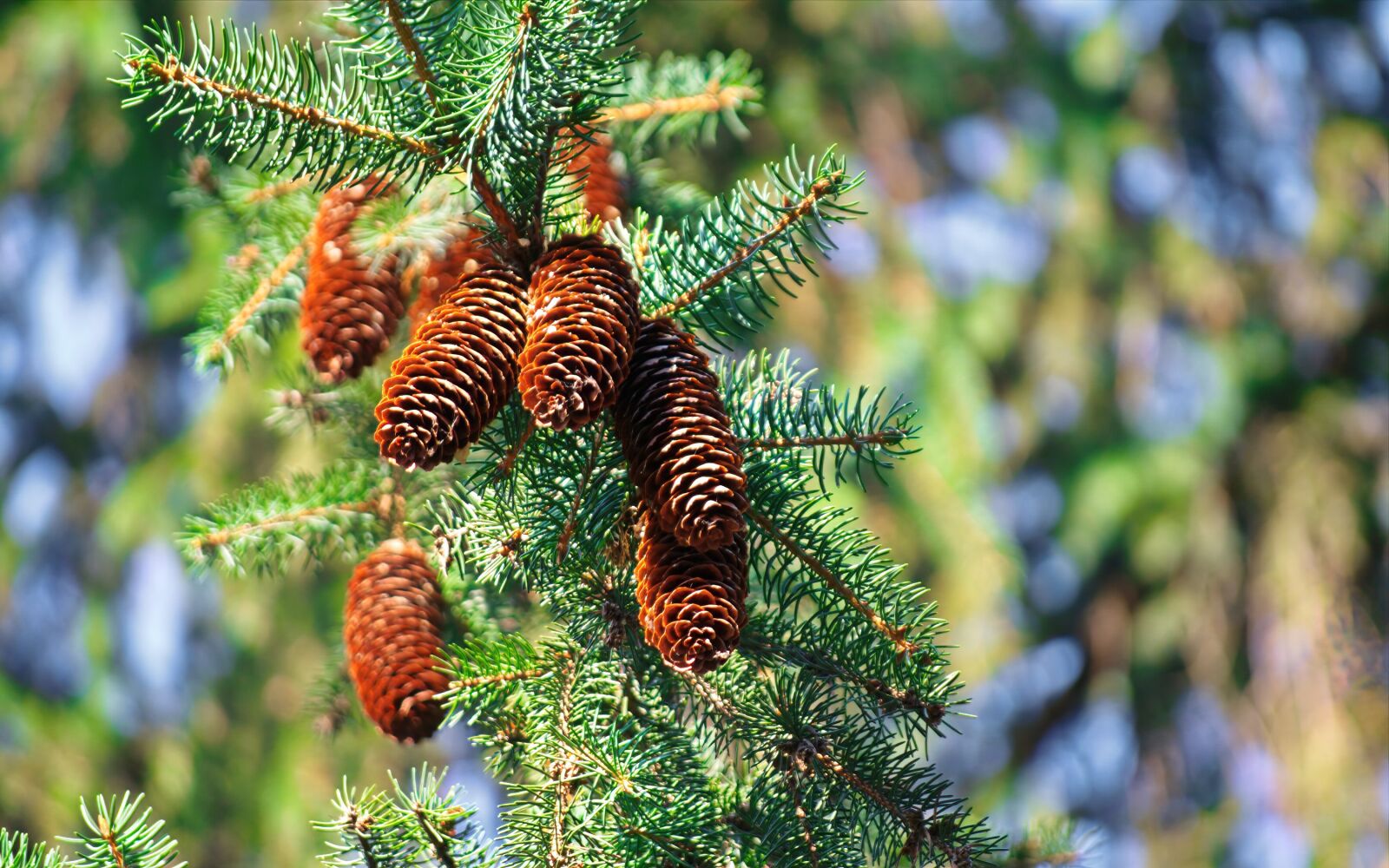 Nikon D3100 sample photo. Cones, conifer, ace photography