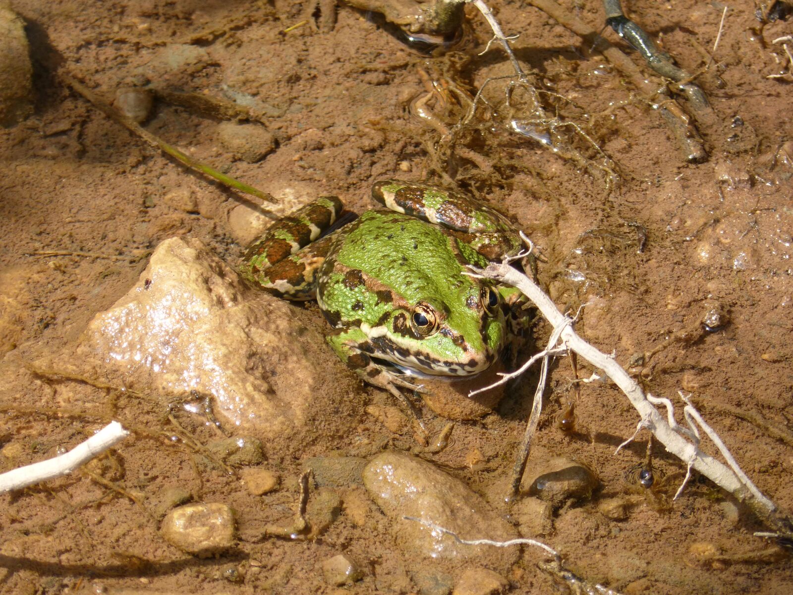 Panasonic DMC-FZ62 sample photo. Frog, green frog, pond photography