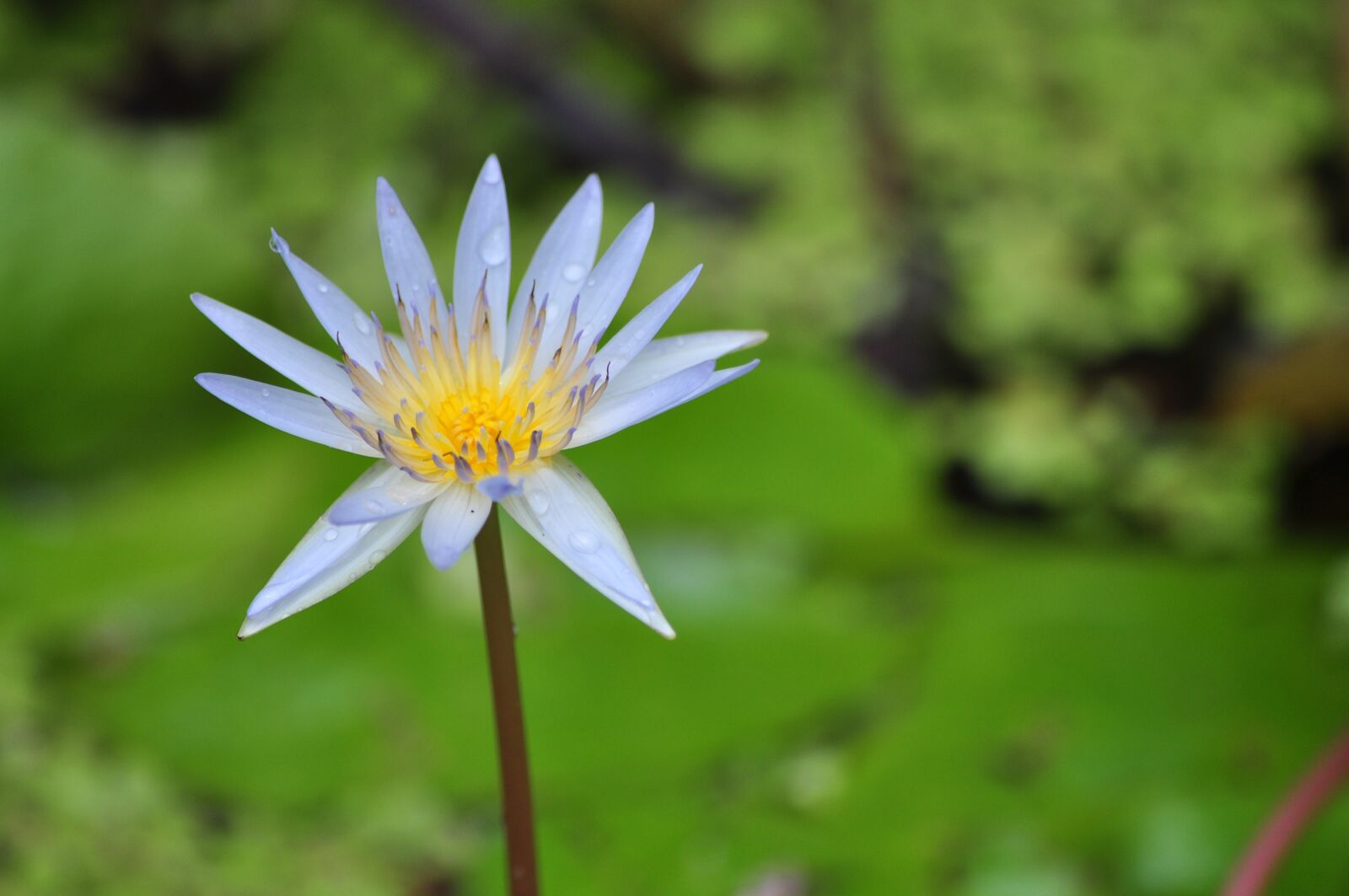 Nikon D90 sample photo. Lotus, water lily, pink photography