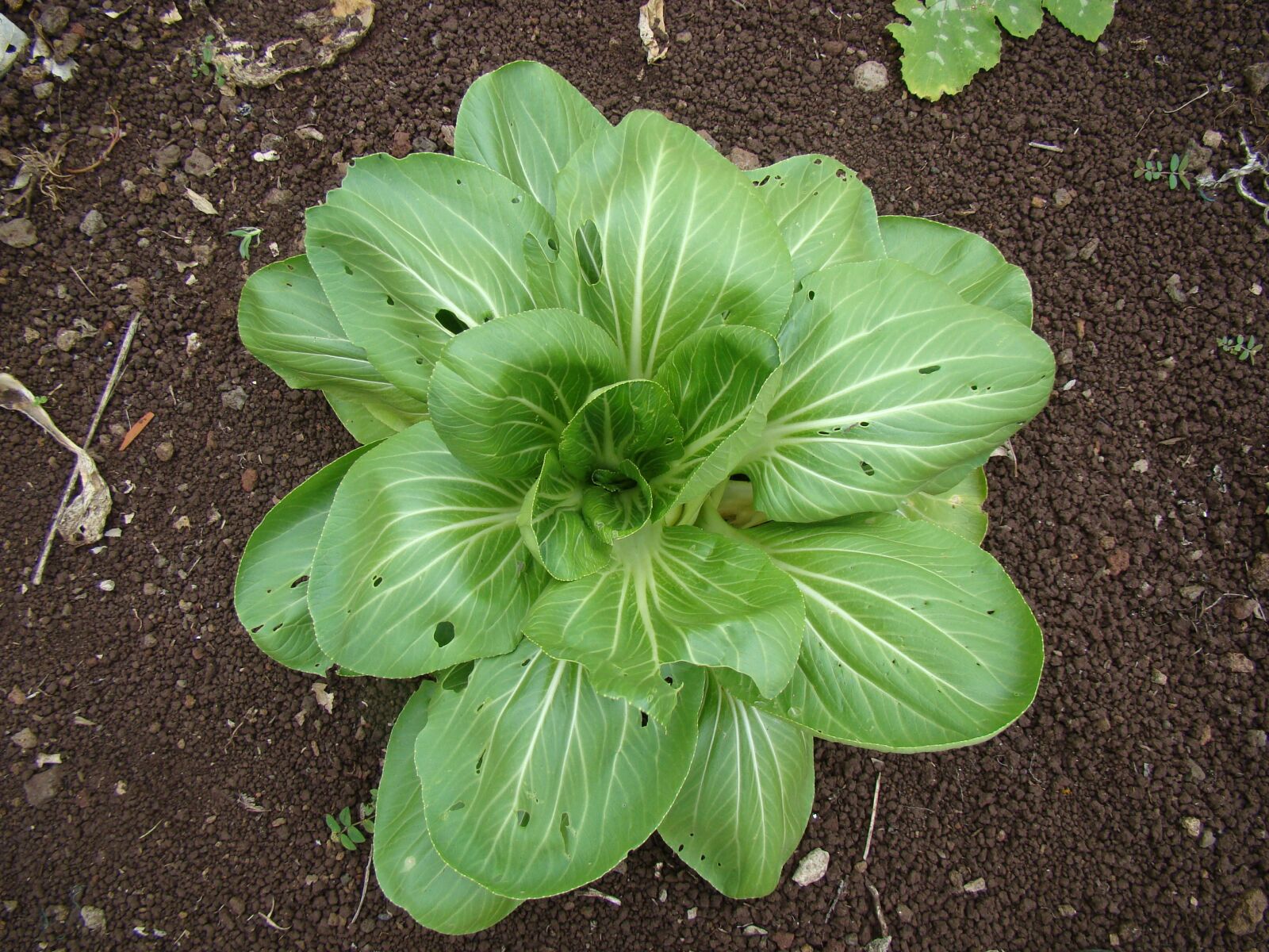 Sony Cyber-shot DSC-H50 sample photo. Spinach, head, salad photography