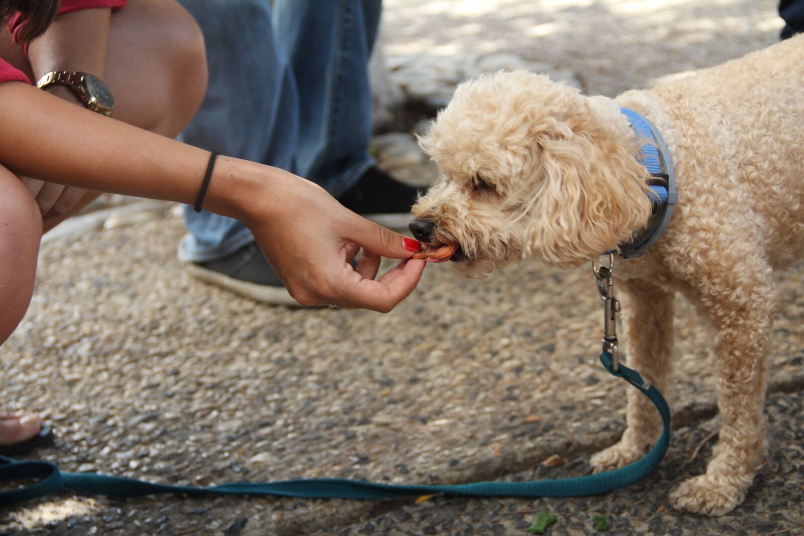 Canon EOS 550D (EOS Rebel T2i / EOS Kiss X4) sample photo. Dog eating, treat, dog photography
