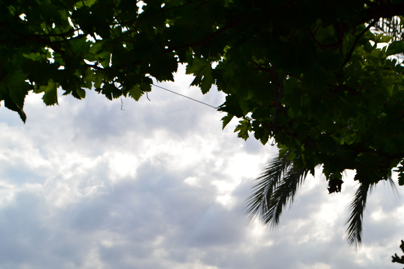 Nikon D3100 sample photo. Air, background, clouds, header photography