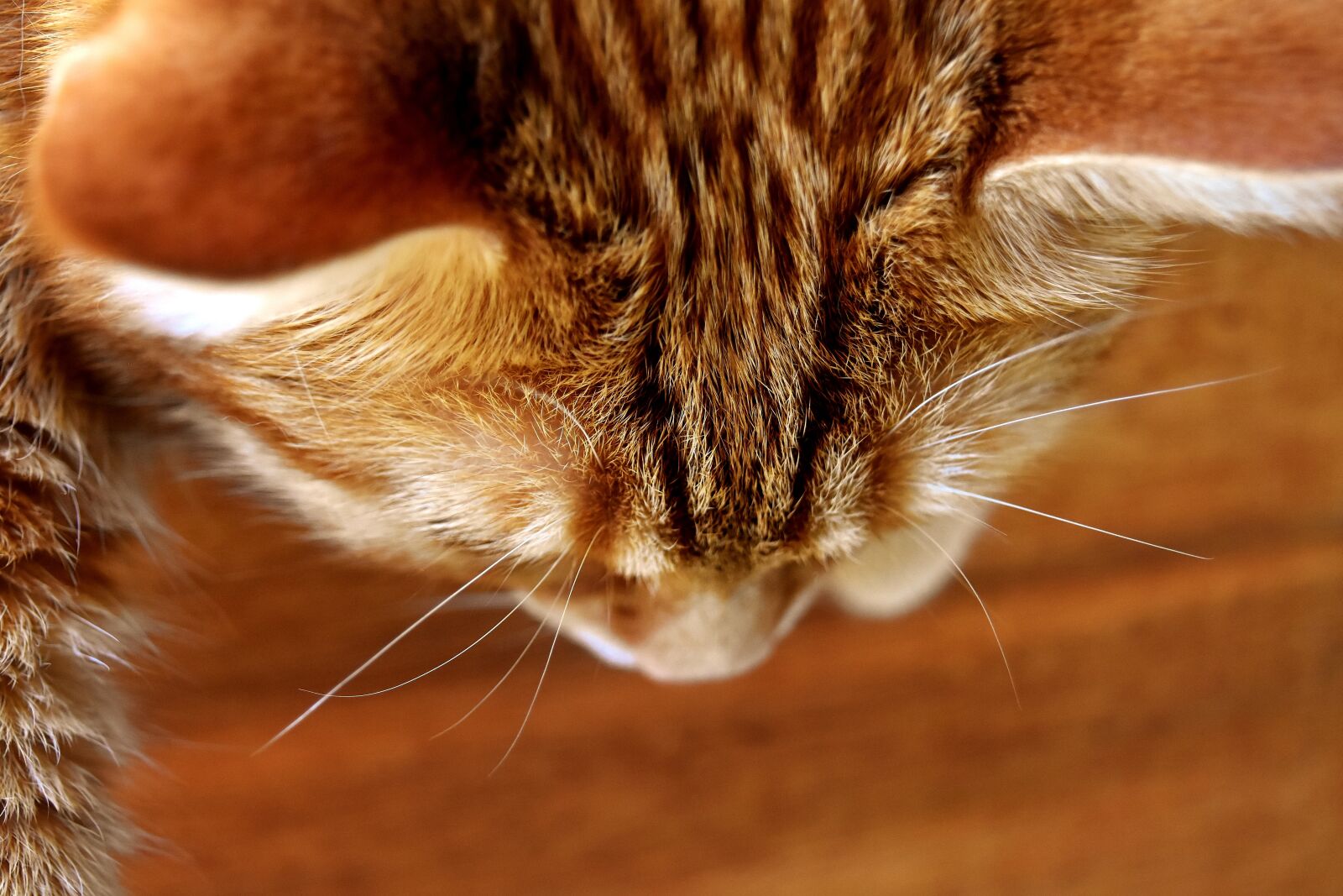 Nikon D7200 sample photo. Cat, mackerel, photograph photography