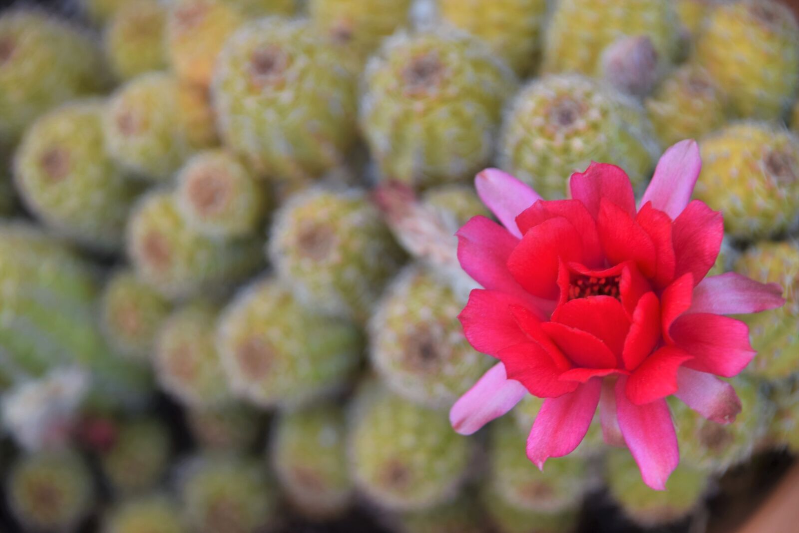 Nikon D3300 sample photo. Cactus flower, cactus, succulent photography