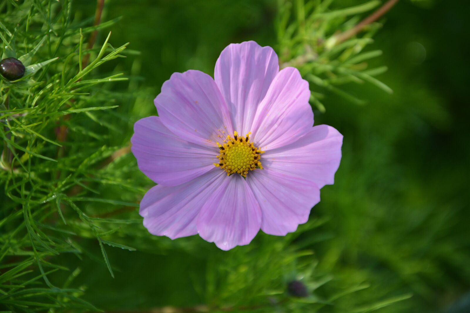 Nikon D5200 sample photo. Flower, purple flower, nature photography