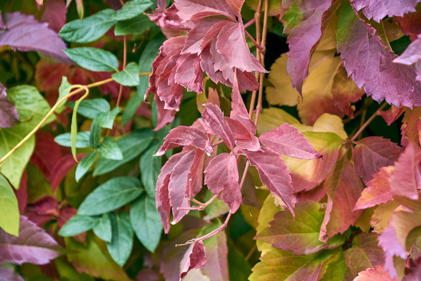 Nikon D7200 sample photo. Leaves, autumn, colorful photography
