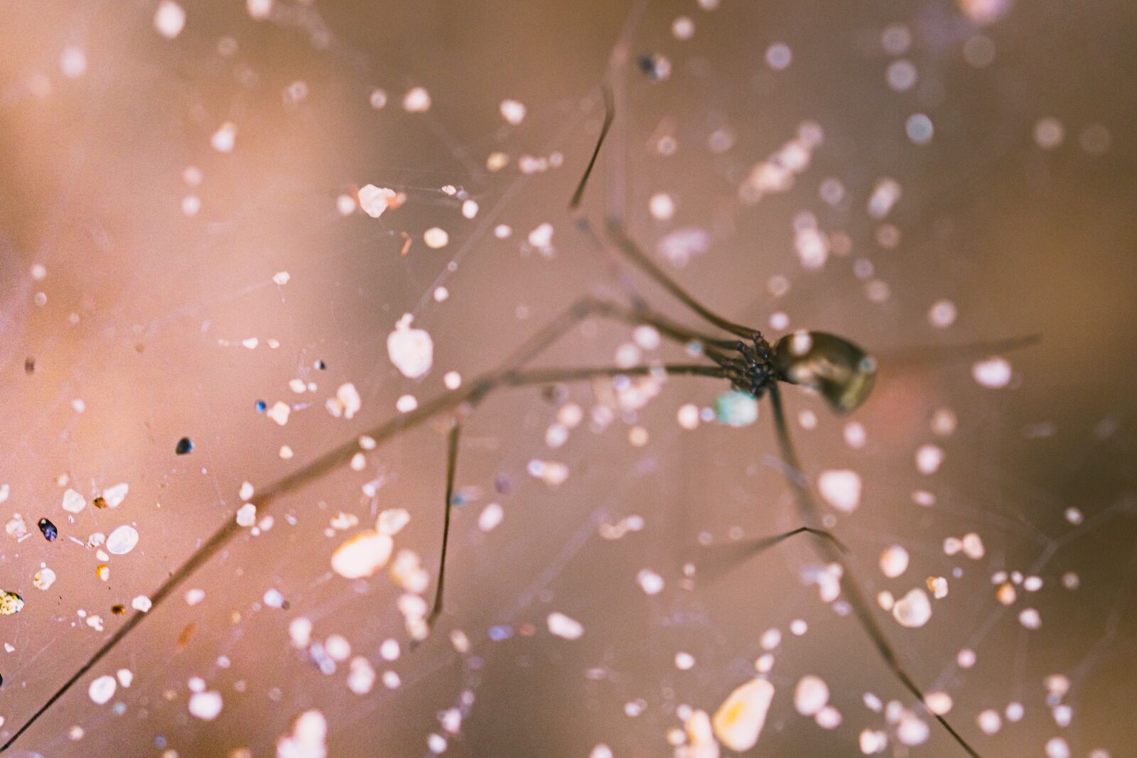 Sony FE 50mm F2.8 Macro sample photo. Spider, macro, sand photography