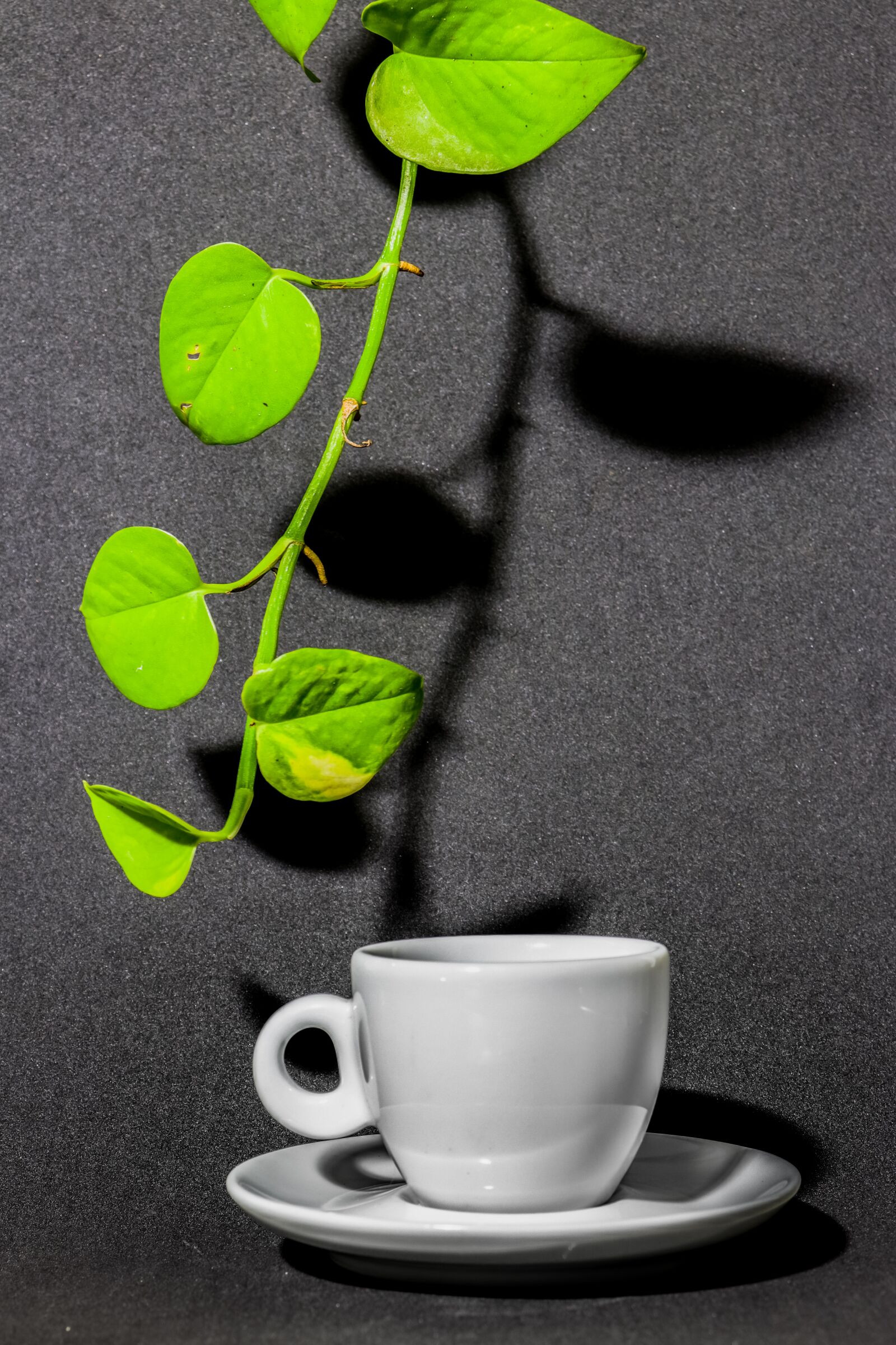 Canon EOS 80D sample photo. Coffee, leaf, green photography