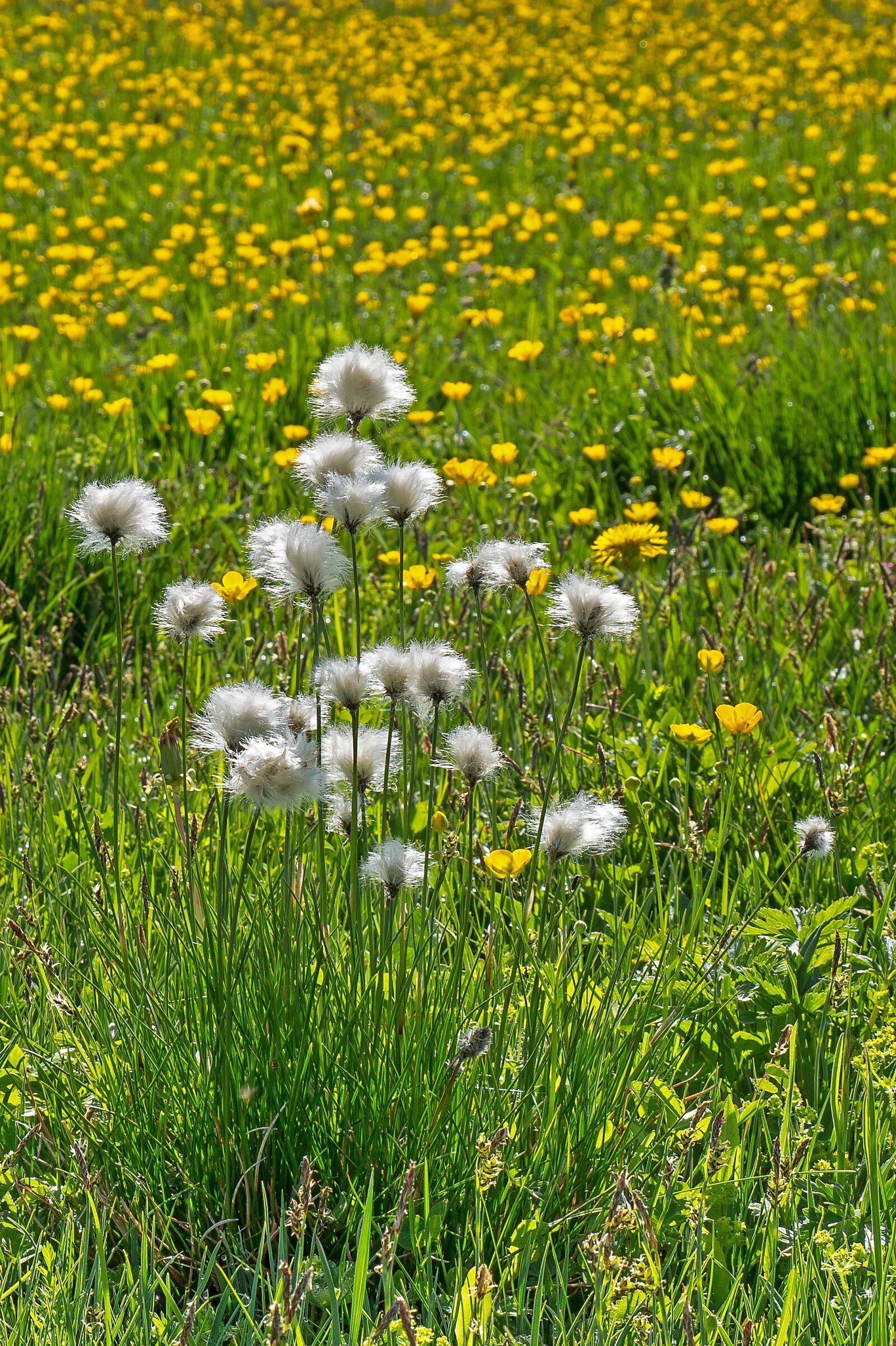 LUMIX G VARIO 12-60/F3.5-5.6 sample photo. Meadow, flower, wild flower photography