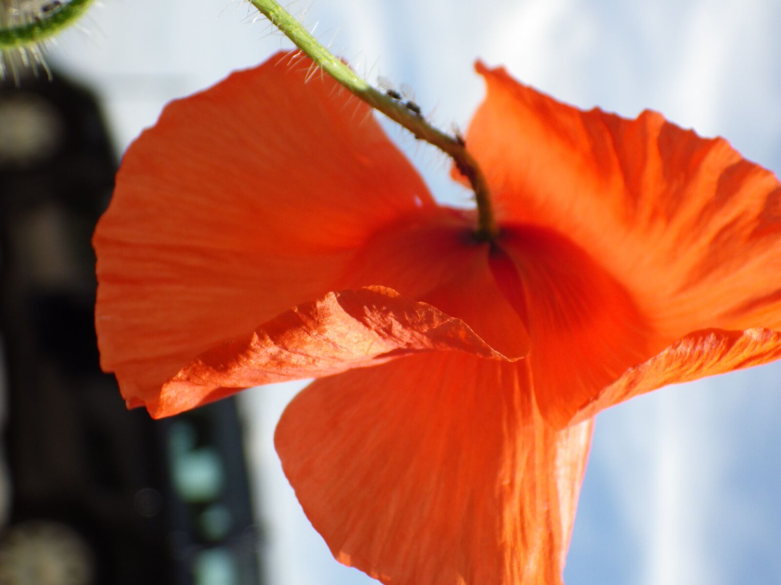 Pentax X-5 sample photo. Poppy, nature, mohngewaechs photography