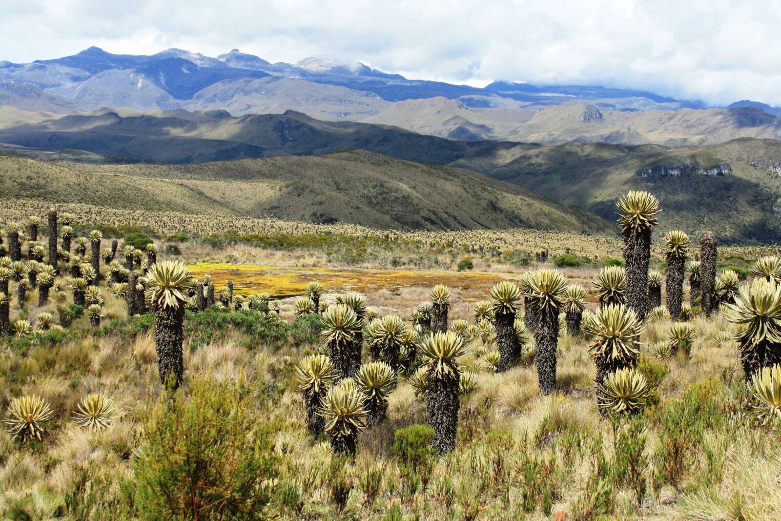 Canon EOS 1000D (EOS Digital Rebel XS / EOS Kiss F) sample photo. Moor, tolima, frailejones photography