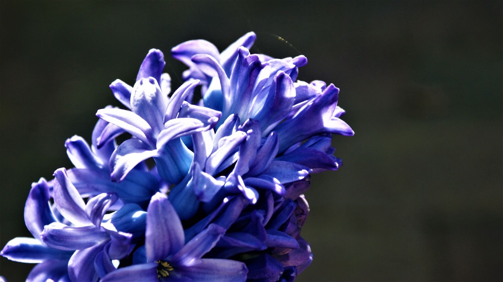 Sony Alpha DSLR-A350 sample photo. Hyacinth, blue, sunlight photography