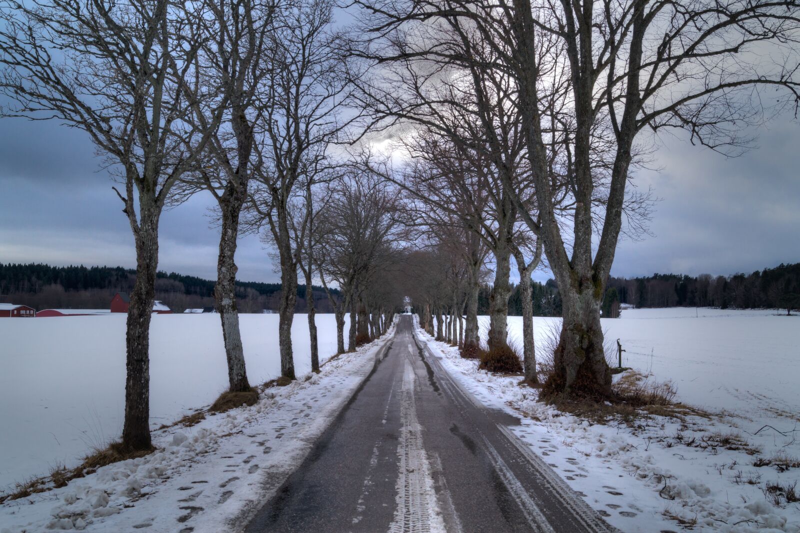 Sony DT 18-55mm F3.5-5.6 SAM II sample photo. Avenue, tree, snow photography