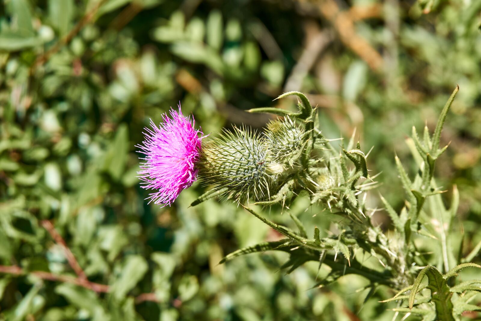 Sony a6000 + Sony E PZ 16-50 mm F3.5-5.6 OSS (SELP1650) sample photo. Thistle, blossom, bloom photography