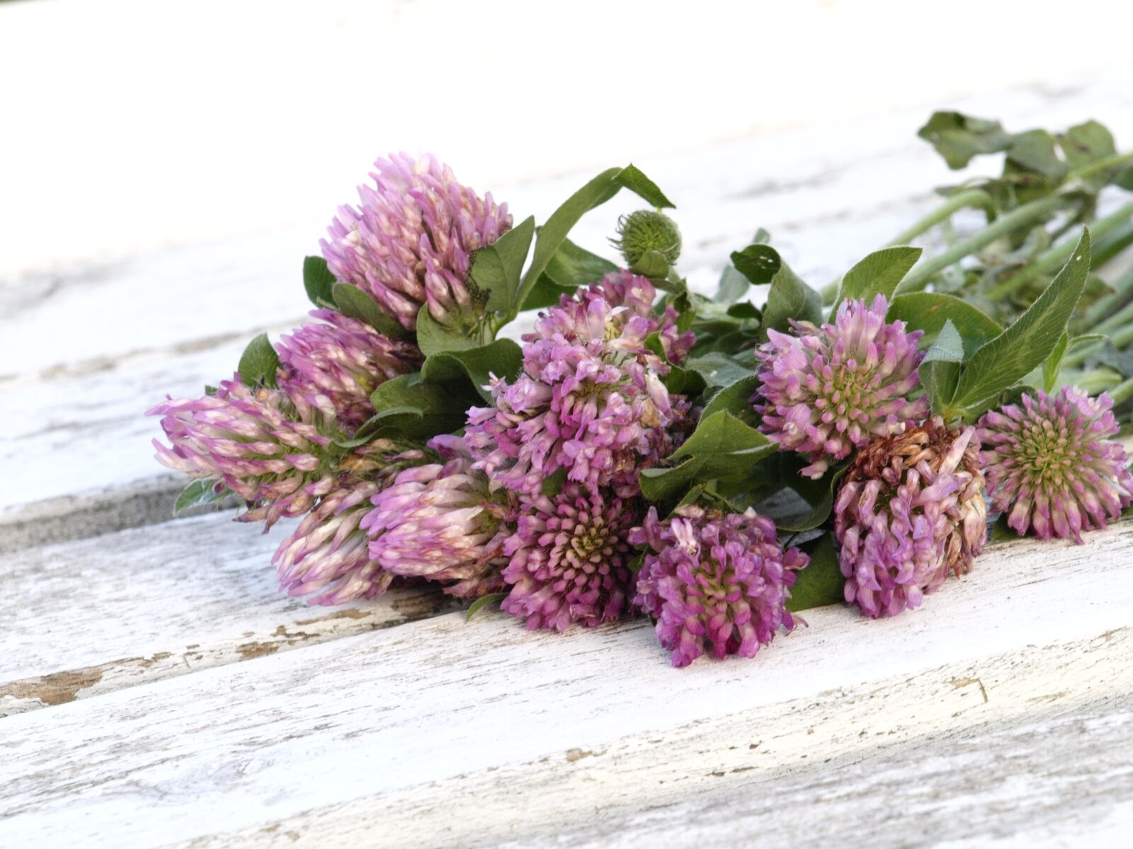 Olympus E-420 (EVOLT E-420) sample photo. Red clover, medicinal herb photography