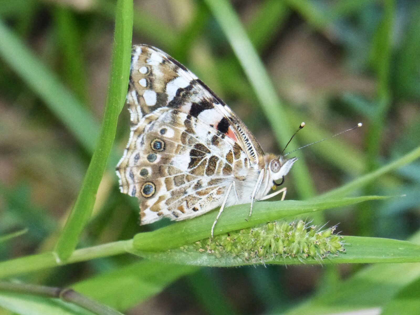 Panasonic DMC-FZ62 sample photo. Butterfly, vanessa cardui, vanesa photography