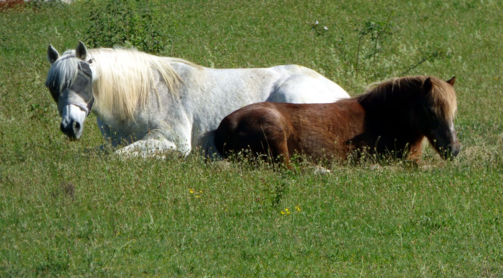 Panasonic DMC-FZ72 sample photo. Horses, animals, nature photography