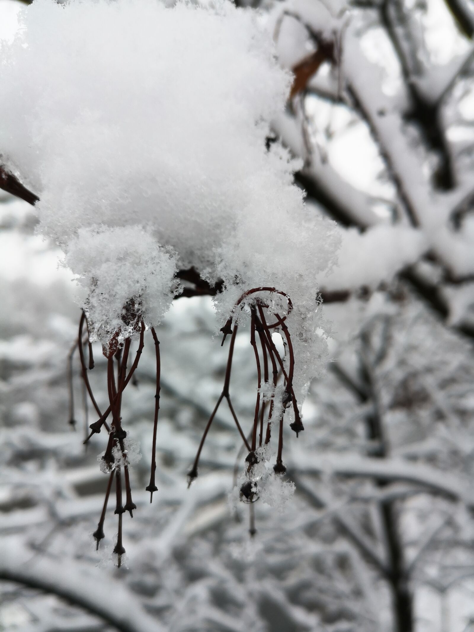 HUAWEI P20 sample photo. Winter, snow, snowden photography