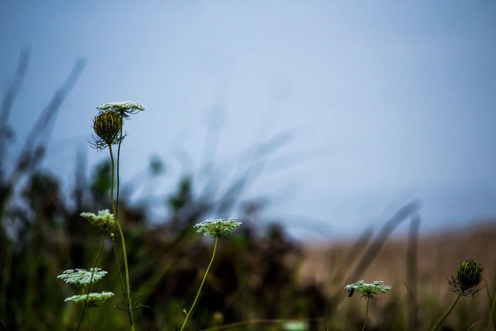 Canon EOS 600D (Rebel EOS T3i / EOS Kiss X5) sample photo. Flower photography