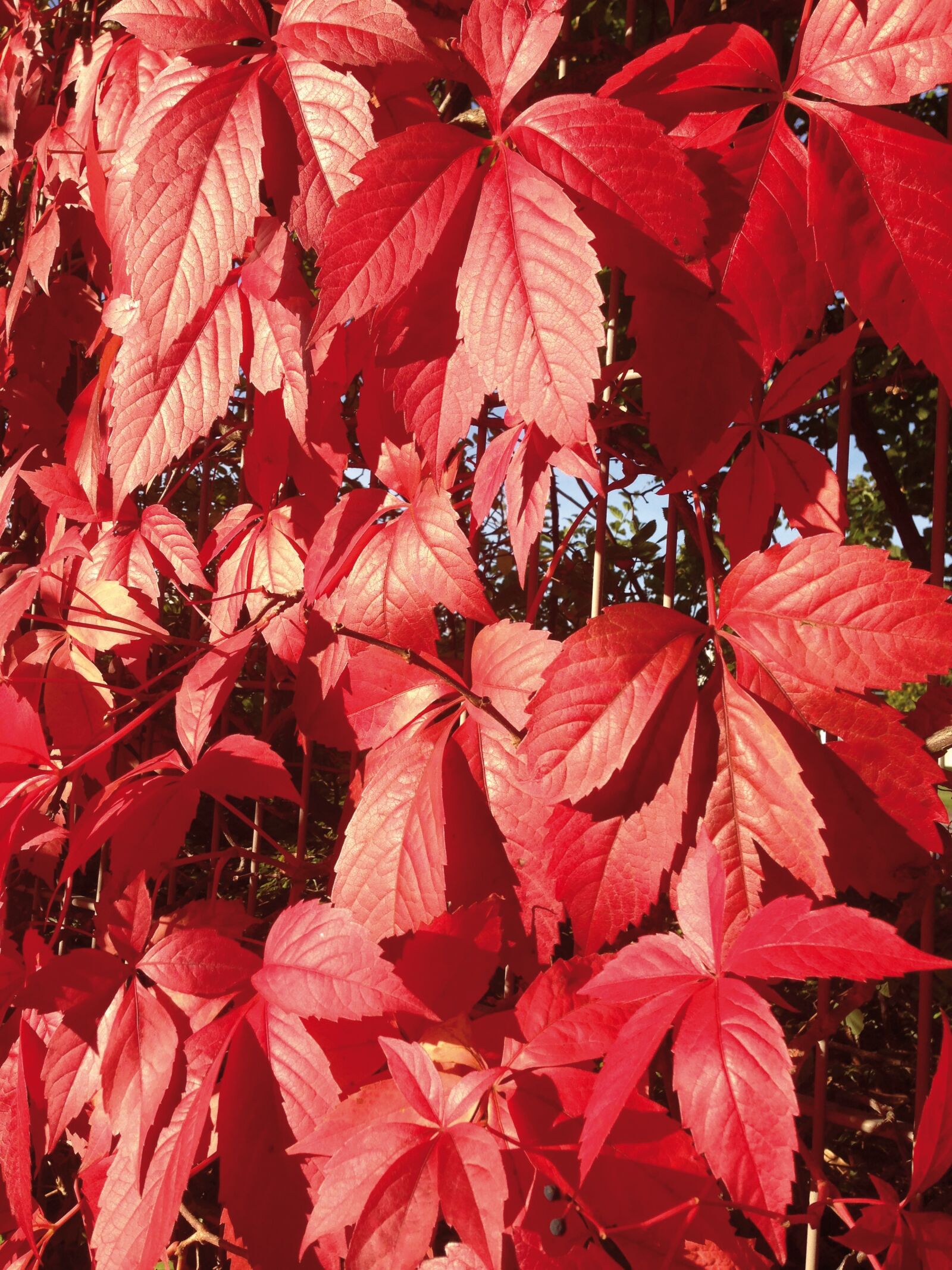 iPhone 5 back camera 4.12mm f/2.4 sample photo. Autumn, leaves, golden autumn photography