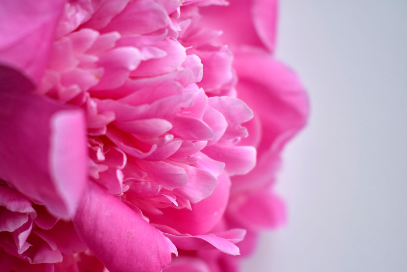 Nikon D3400 sample photo. Peony, bud, gentle photography
