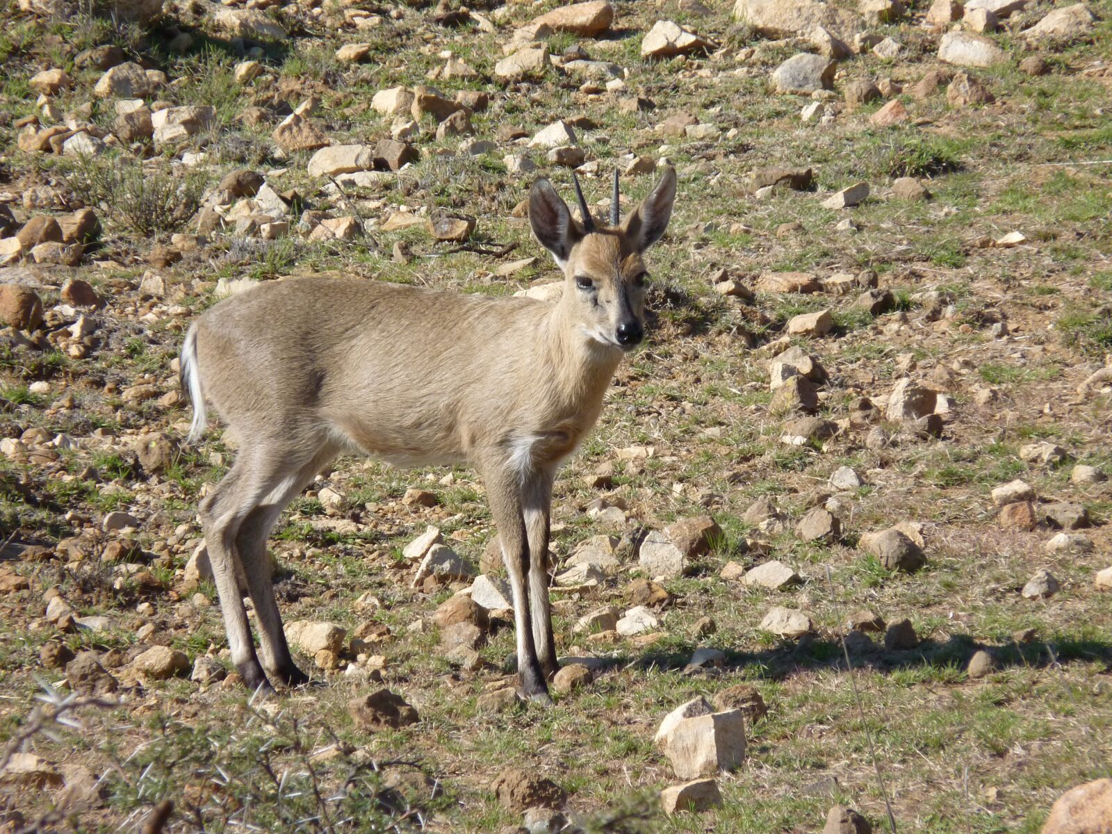 Panasonic Lumix DMC-FZ35 (Lumix DMC-FZ38) sample photo. Duiker, antelope, africa photography