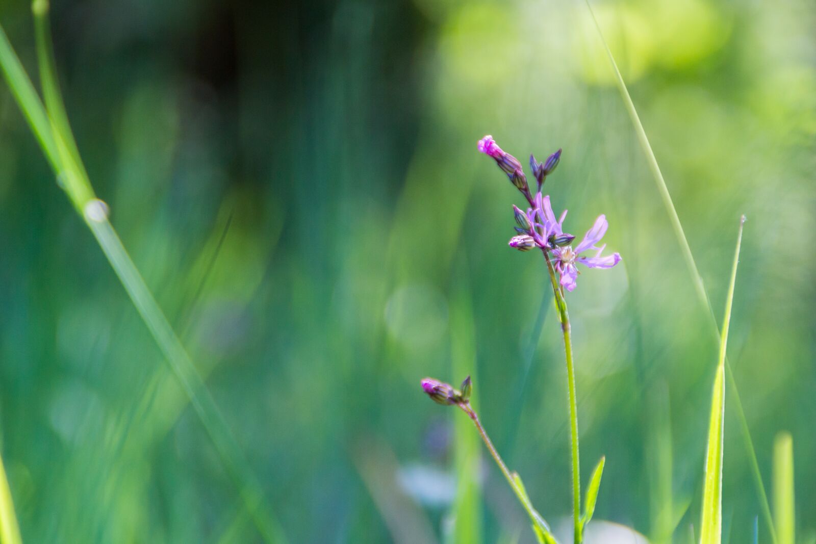 Canon EOS 100D (EOS Rebel SL1 / EOS Kiss X7) sample photo. Violet, flower, the sun photography