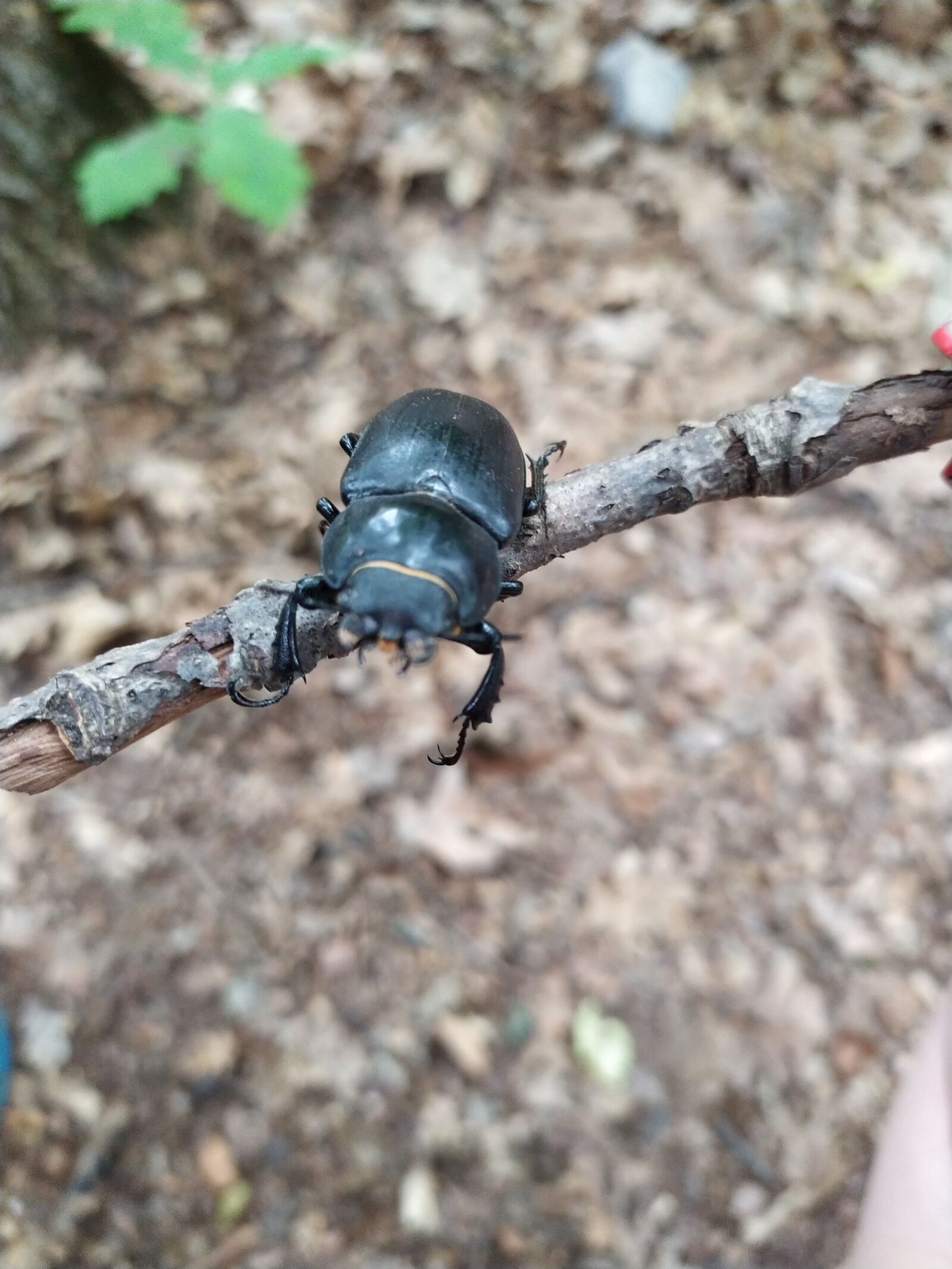 Xiaomi Redmi Note 7 sample photo. Beetle, woodworm, nature photography
