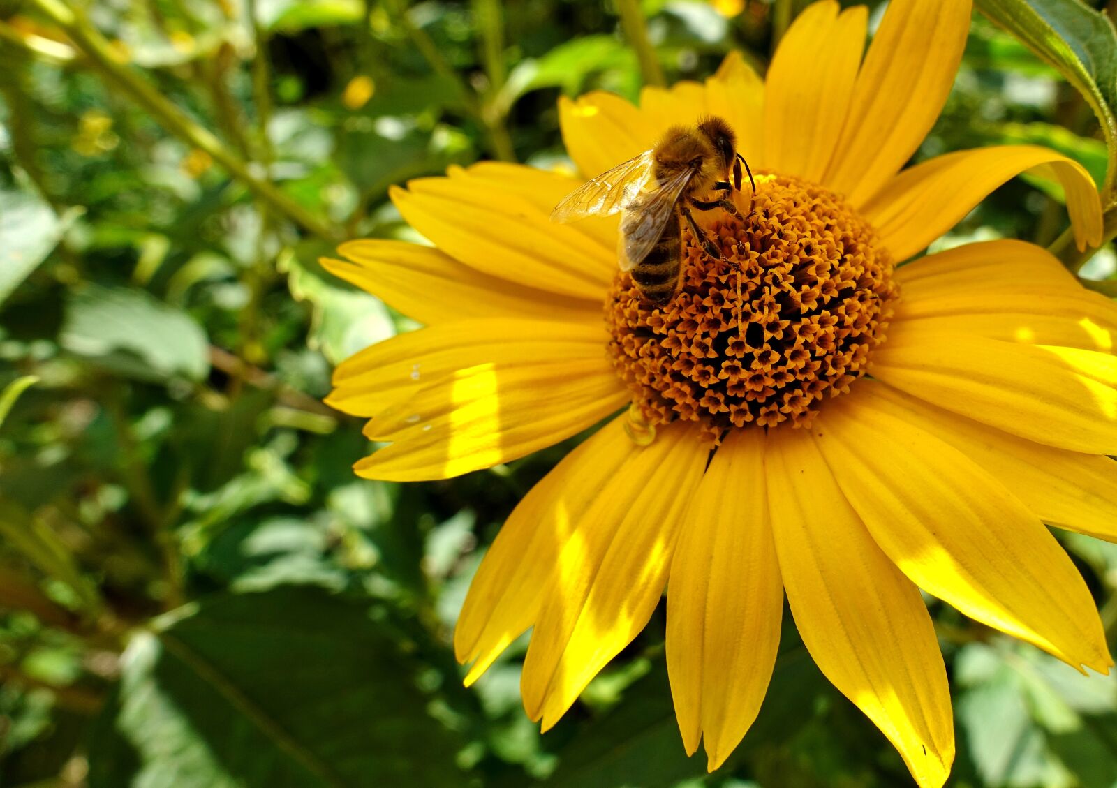 Sony DSC-RX100M5 sample photo. Flower, summer, bee photography