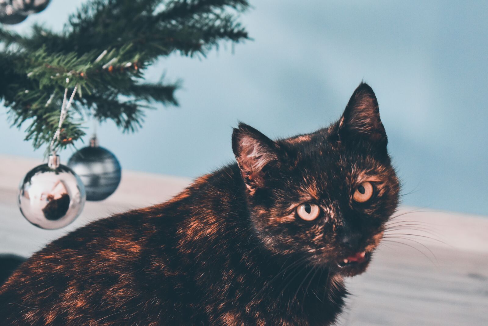 Nikon D3500 sample photo. Cat, christmas, kitten photography