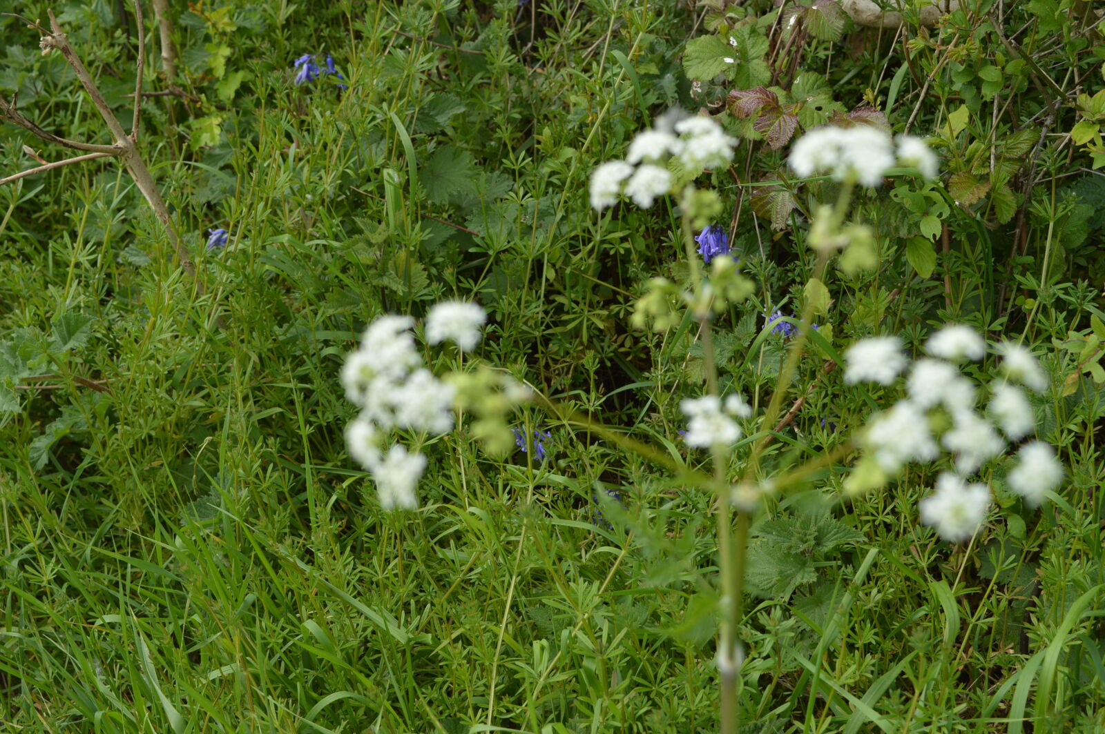 Nikon D3200 sample photo