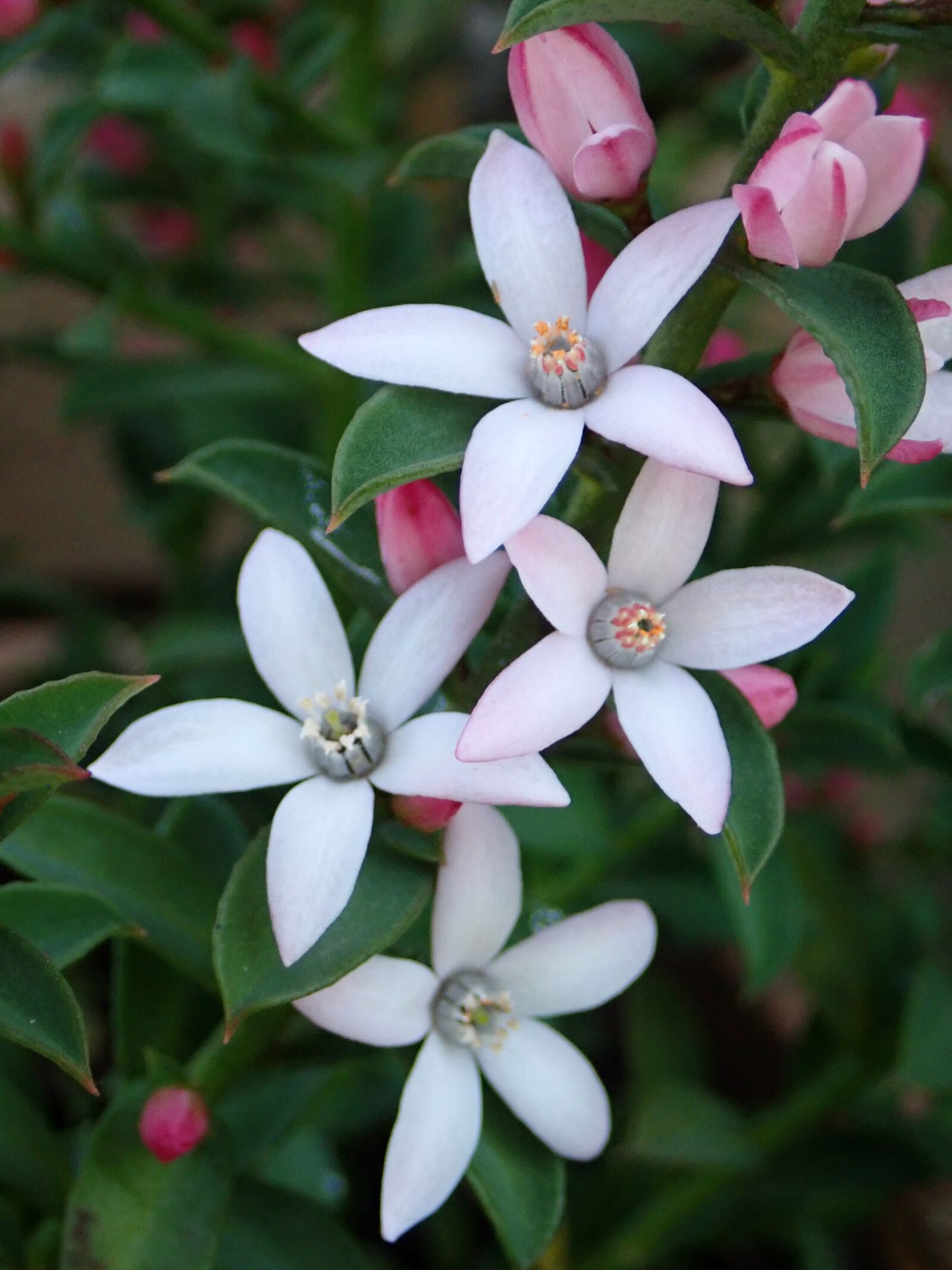 Olympus TG-5 sample photo. Flowers, white, spring photography