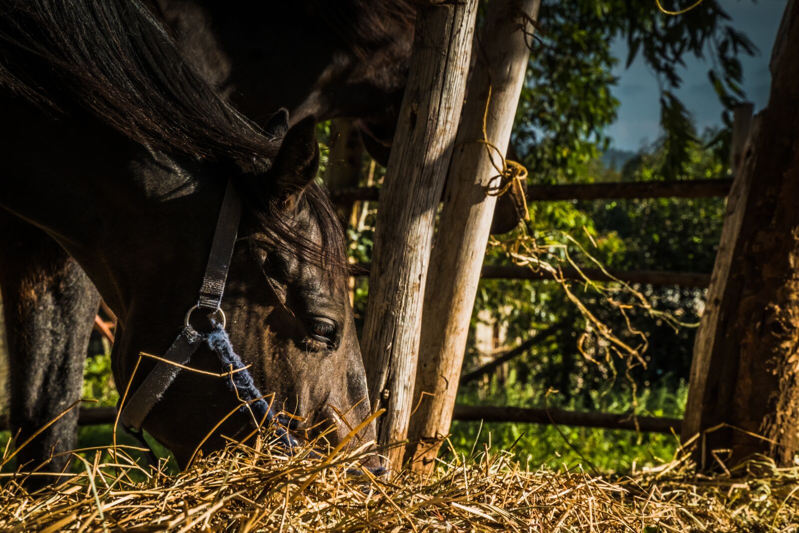 Sony a6300 + Sony E PZ 18-105mm F4 G OSS sample photo. Horse, farm, animals photography