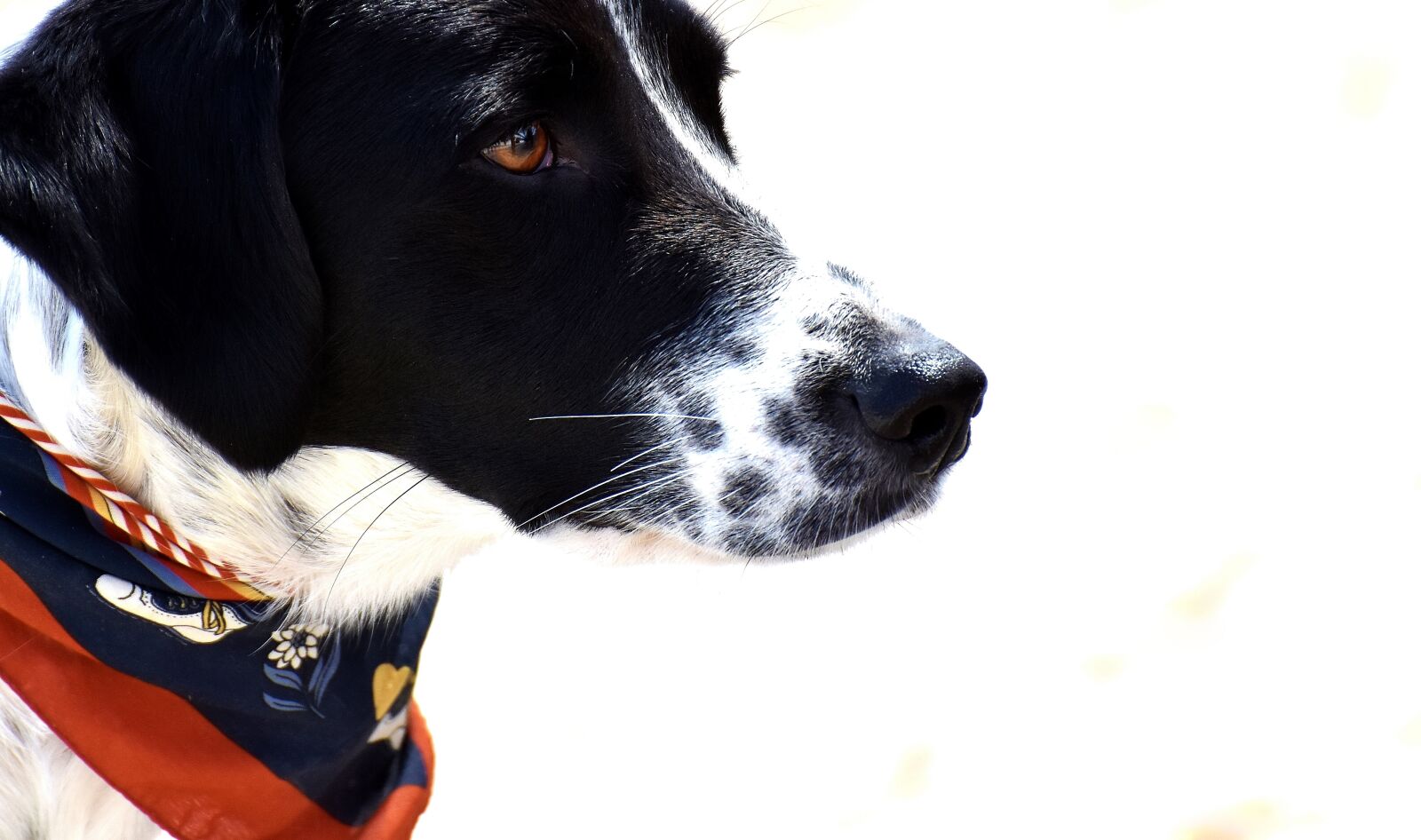 Nikon D7200 sample photo. Dog, animal, view photography