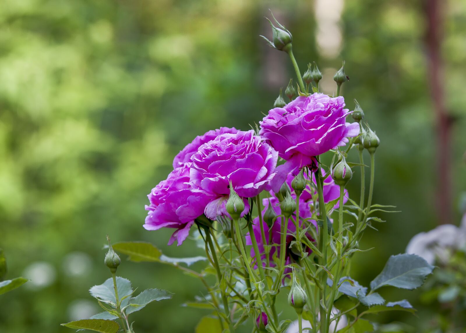 Canon EOS 50D sample photo. Rose, flower, blossom photography