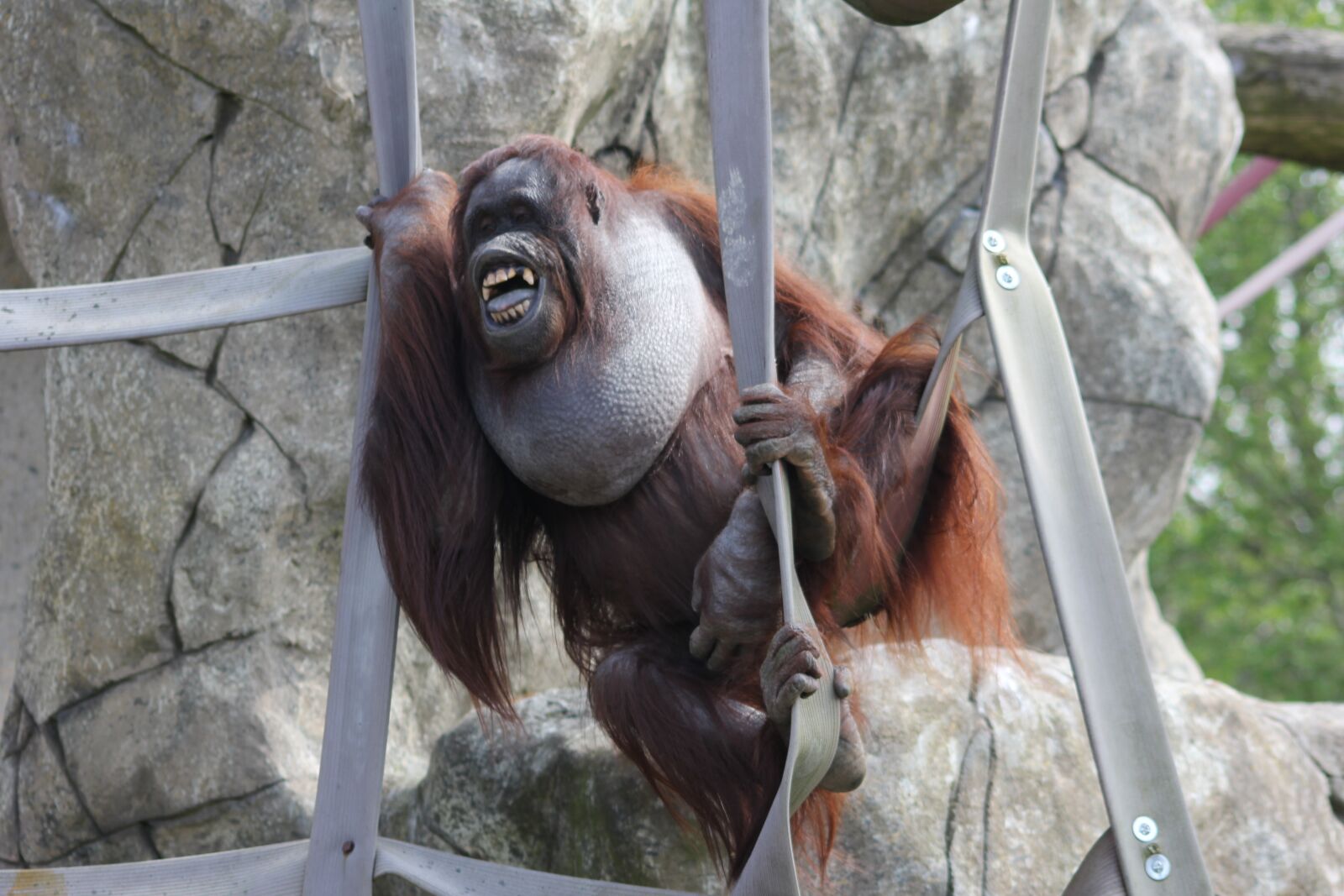 Canon EOS 60D sample photo. Nature, animal, mammal photography