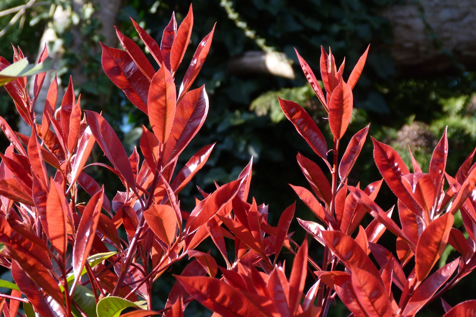 Panasonic Lumix DMC-FZ40 (Lumix DMC-FZ45) sample photo. Photinia, red robin, nature photography