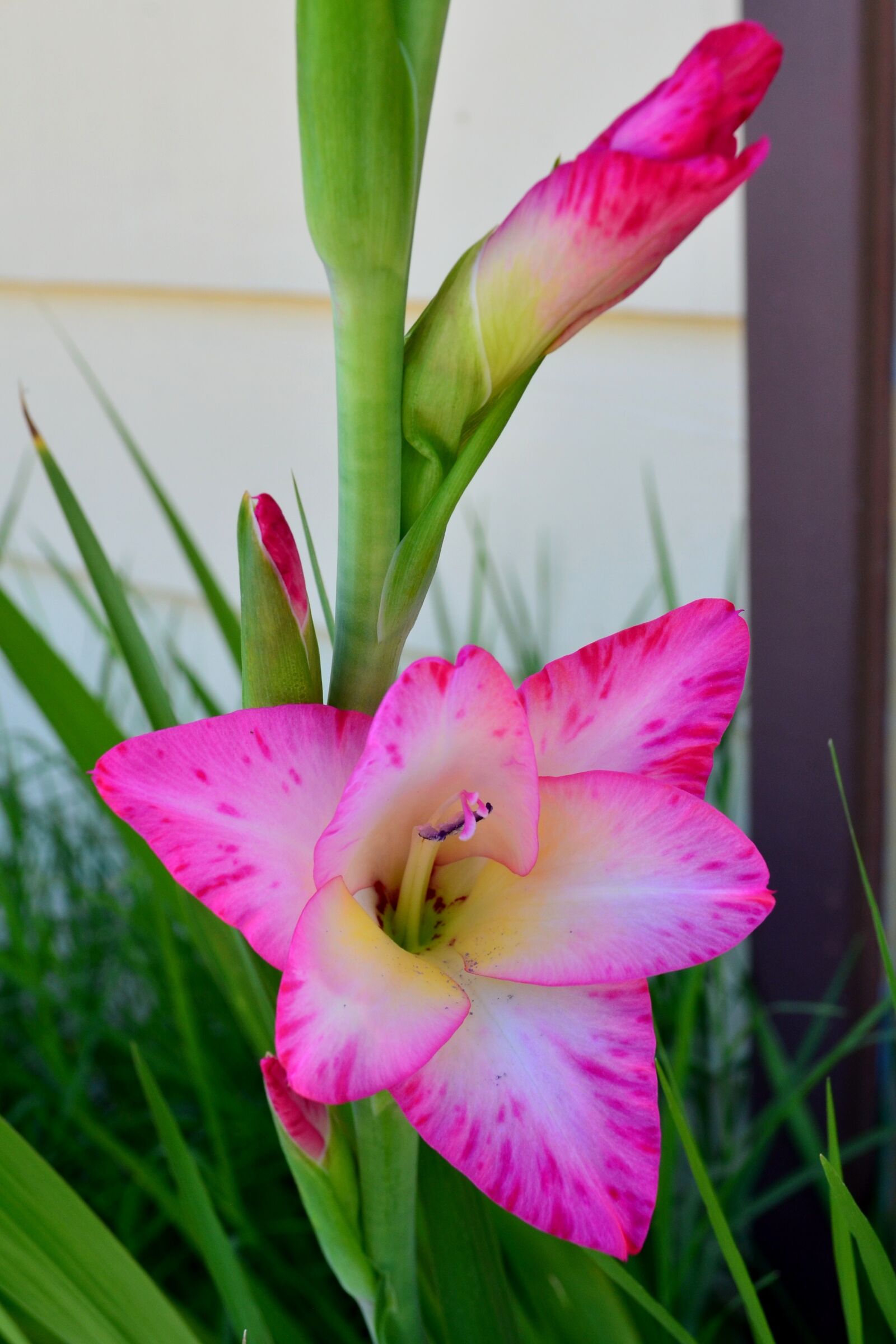 Nikon D5100 sample photo. Flower, gladiolus, pink photography