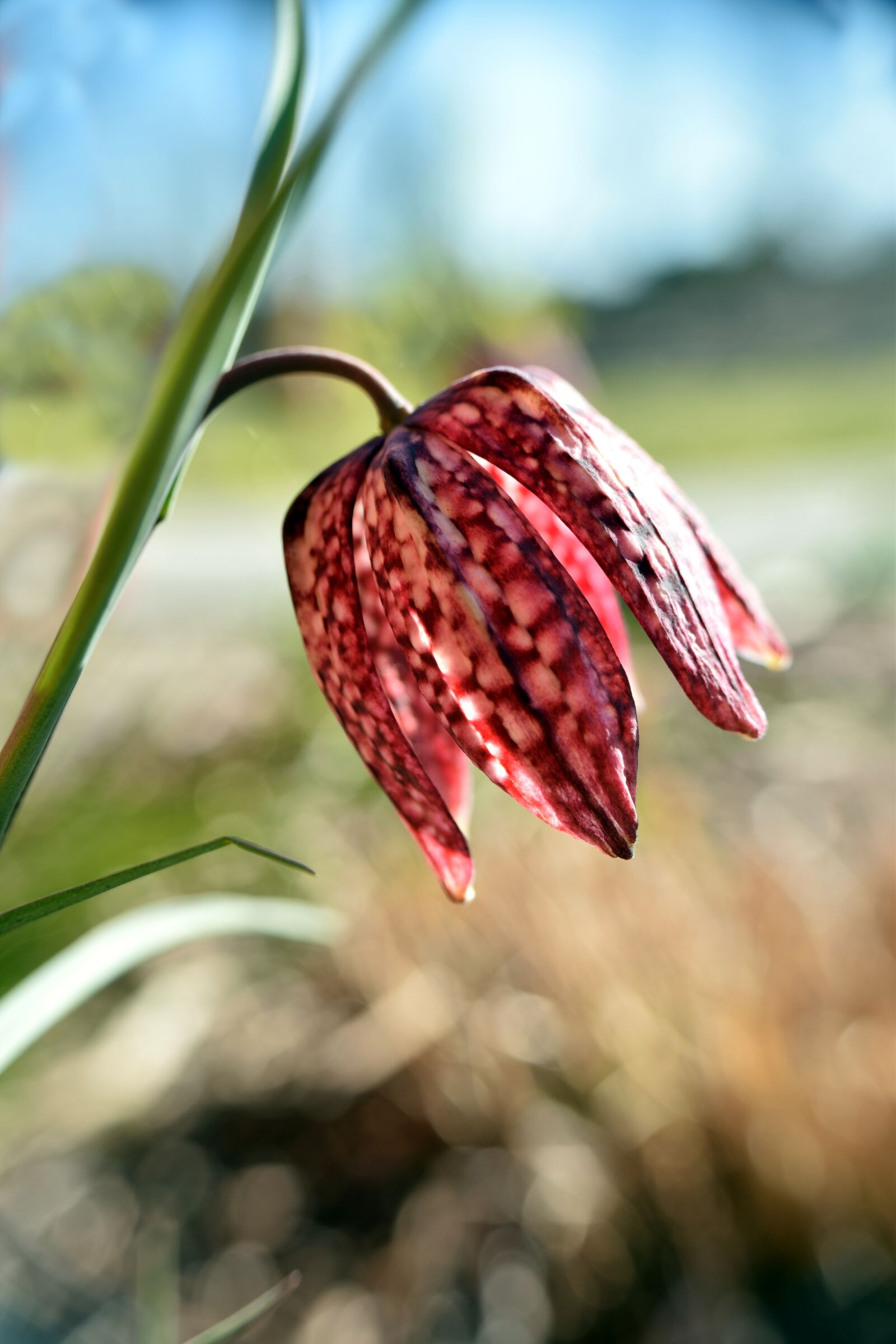 Nikon D5300 sample photo. Flower, chequered, nature photography