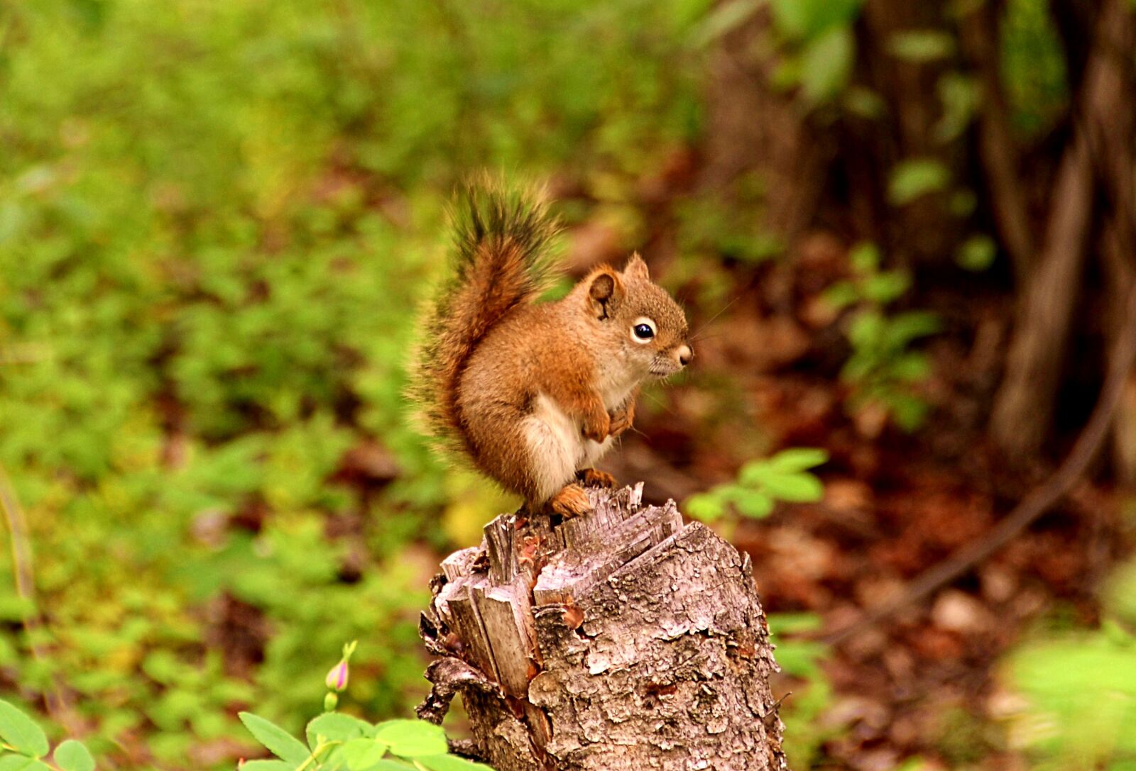 Nikon D7000 sample photo. Squirrel, animal, animal world photography