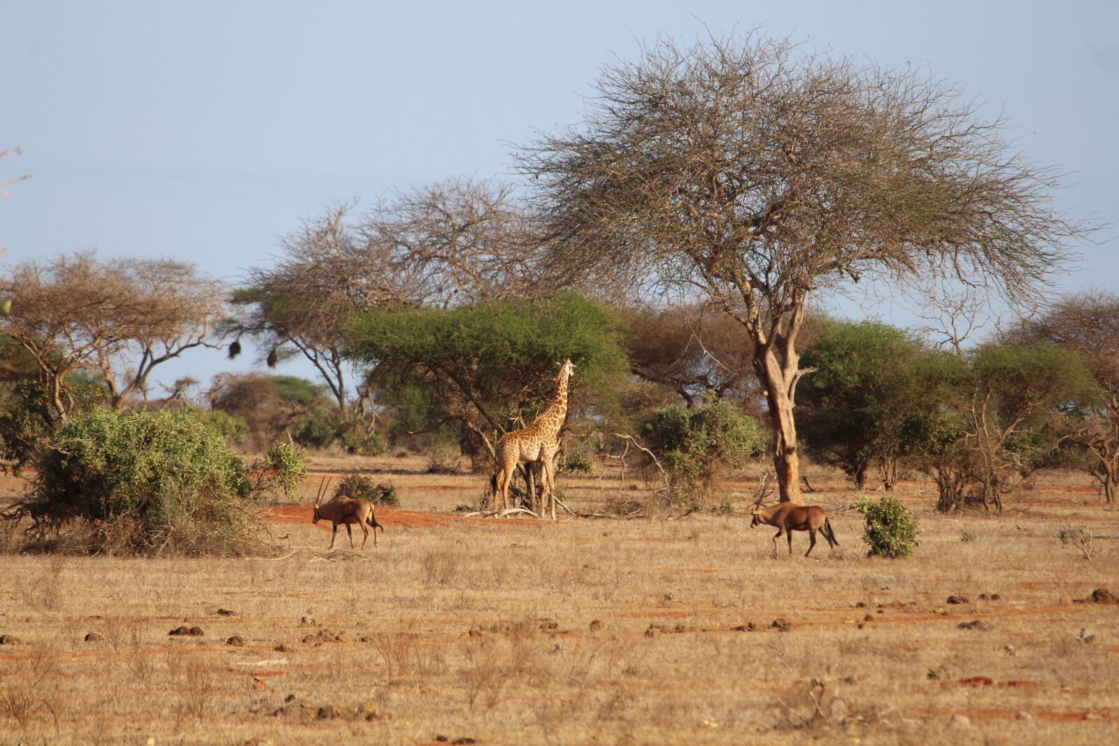 Canon EF-S 55-250mm F4-5.6 IS STM sample photo. Giraffe, antelope, africa photography
