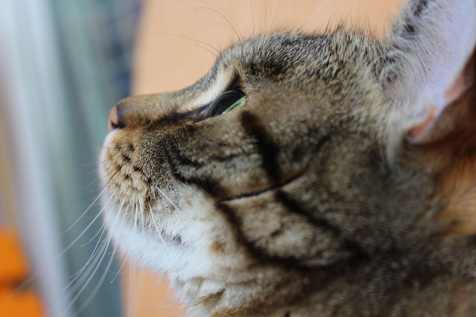 Canon EOS 1300D (EOS Rebel T6 / EOS Kiss X80) sample photo. Tiger cat, cat, mieze photography