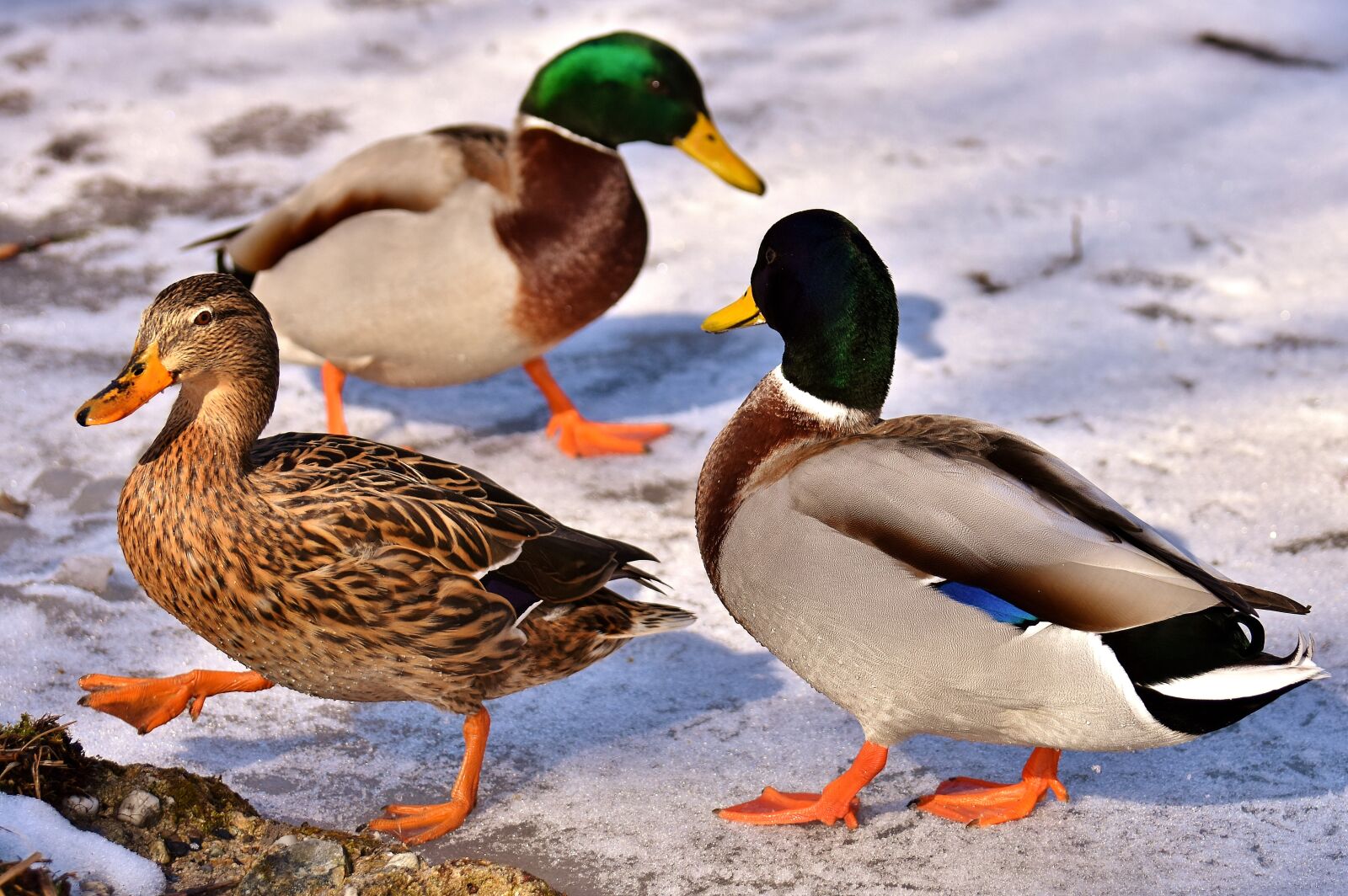 Nikon D7200 sample photo. Mallard, female, males photography