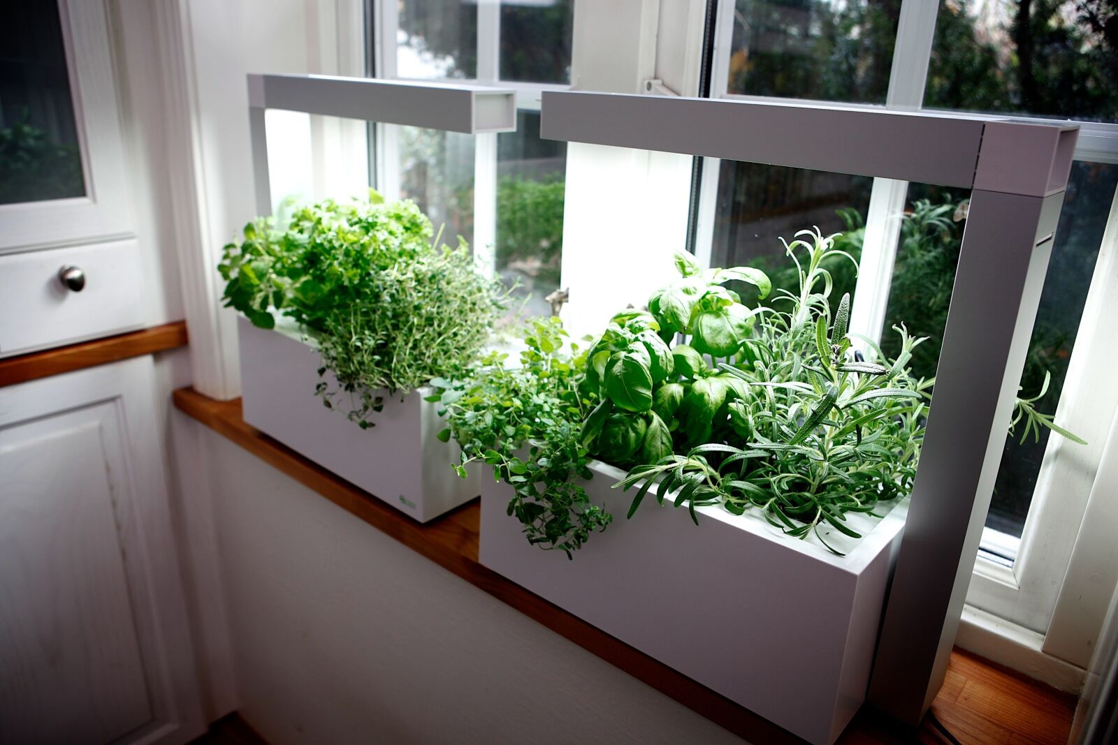 Canon EOS 5D Mark II sample photo. Herb, growing herbs, hydro photography