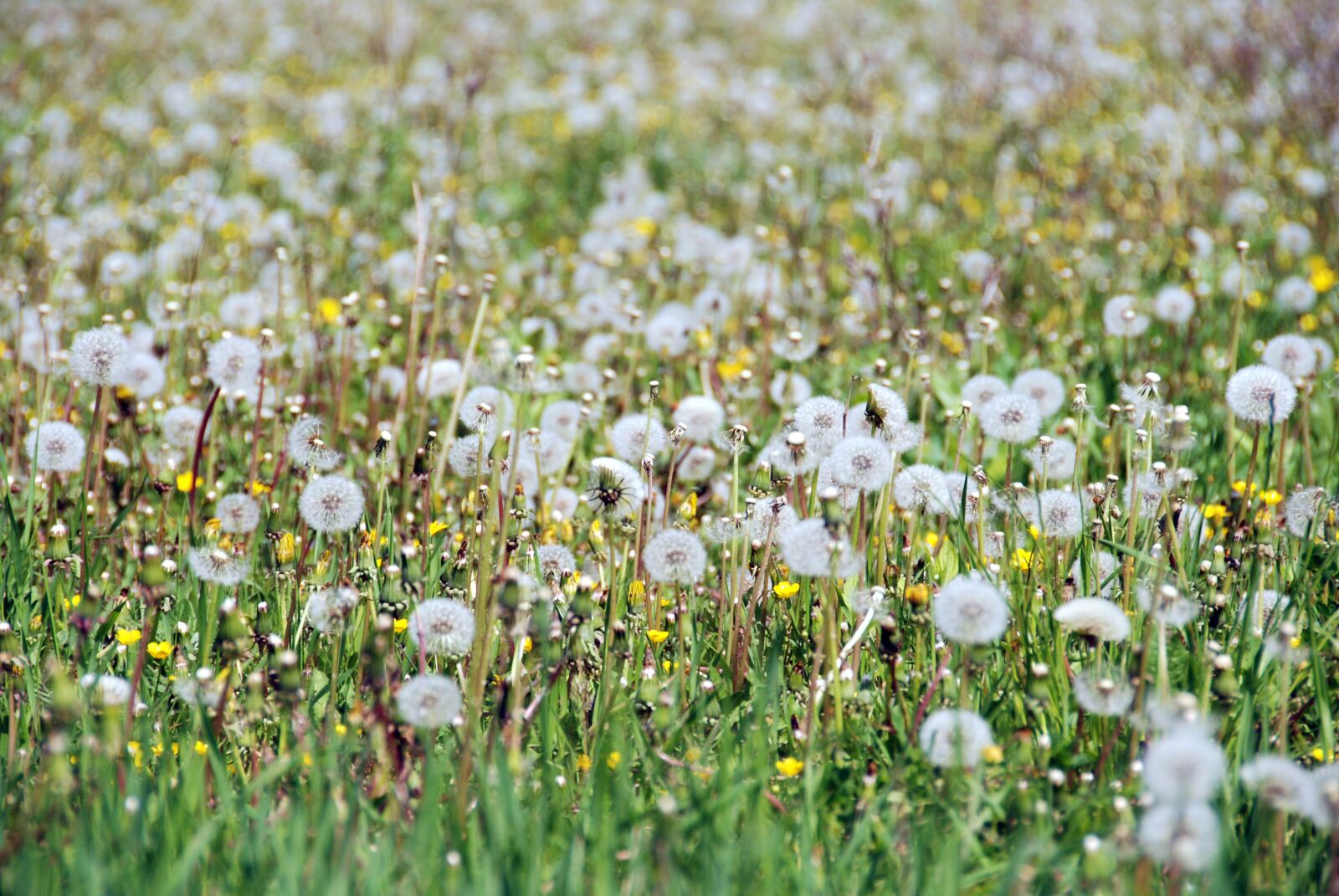 Nikon D80 sample photo. Dandelion, spring, field photography